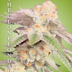 Cereal Tree Clone – Rooted Cultivation-Ready Cannabis Clone