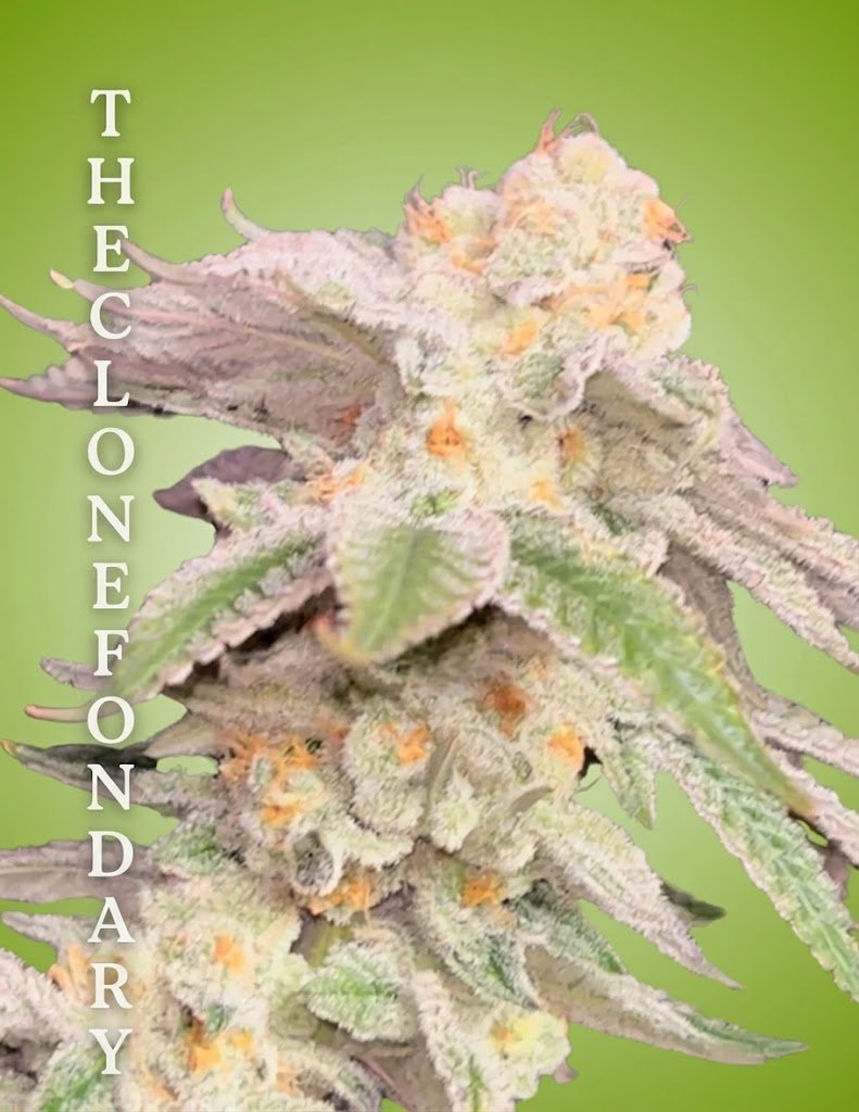 Cereal Tree Clone – Rooted Cultivation-Ready Cannabis Clone