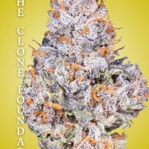 Gelato #41 BX Clone – Rooted Cultivation-Ready Cannabis Clone