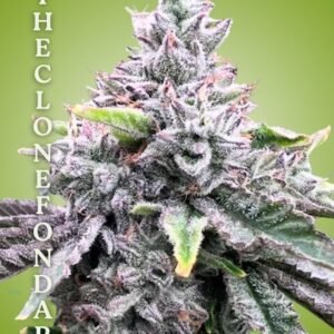 Grape Gas Clone – Rooted Cultivation-Ready Cannabis Clone