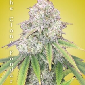 Gorilla Glue #4 Clone – Rooted Cultivation-Ready Cannabis Clone