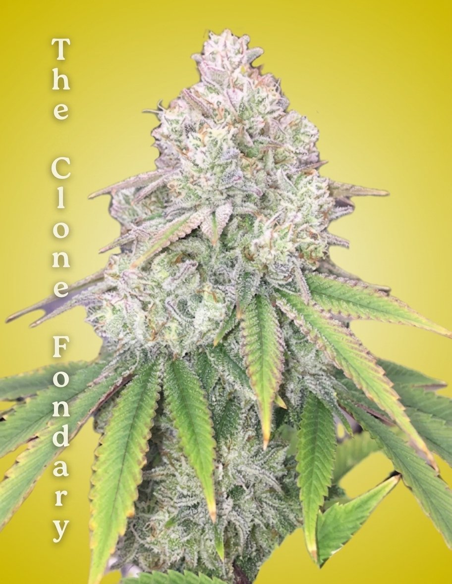 Gorilla Glue #4 Clone – Rooted Cultivation-Ready Cannabis Clone