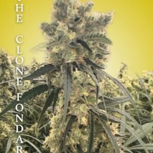 Honey Banana Clone – Rooted Cultivation-Ready Cannabis Clone