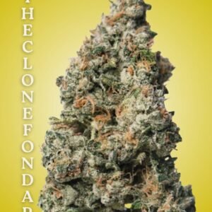 Black Maple Cultivation-Ready Clone