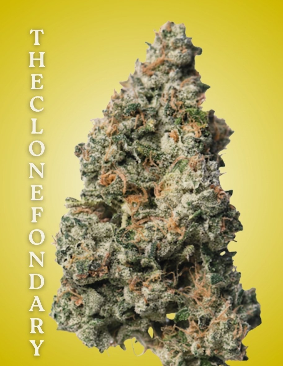 Black Maple Cultivation-Ready Clone
