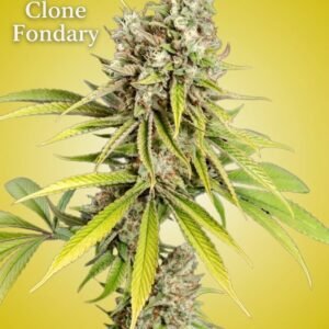 Le Pew Clone – Rooted Cultivation-Ready Cannabis Clone
