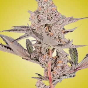 Super Berry Clone – Rooted Cultivation-Ready Cannabis Clone