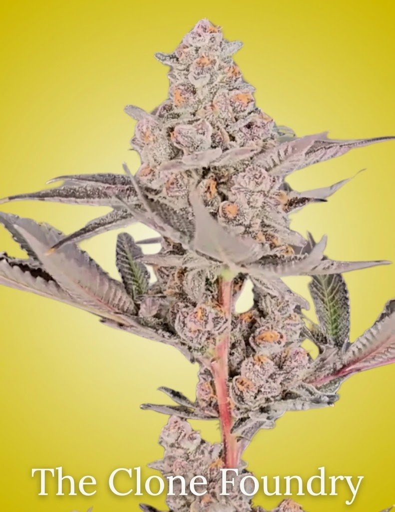 Super Berry Clone – Rooted Cultivation-Ready Cannabis Clone