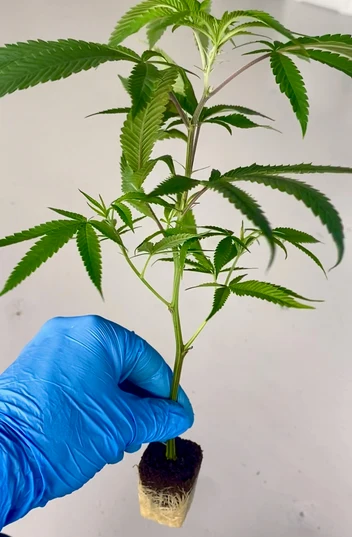 Super Berry Clone – Rooted Cultivation-Ready Cannabis Clone - Image 2