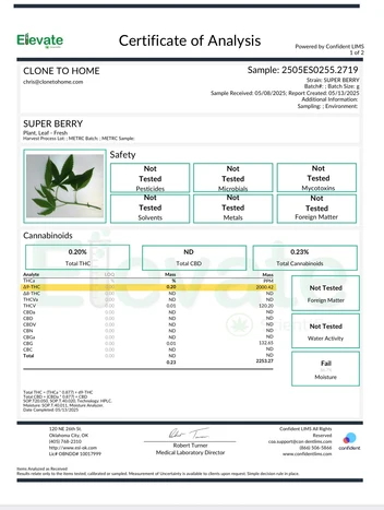 Super Berry Clone – Rooted Cultivation-Ready Cannabis Clone - Image 3
