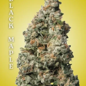 Black Maple Cultivation-Ready Clone