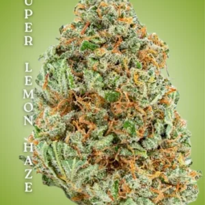 Super Lemon Haze Clone – Rooted Cultivation-Ready Cannabis Clone