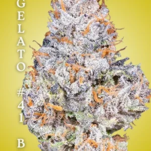 Gelato #41 BX Clone – Rooted Cultivation-Ready Cannabis Clone