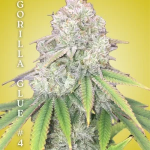 Gorilla Glue #4 Clone – Rooted Cultivation-Ready Cannabis Clone