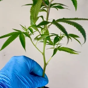 Honey Banana Clone – Rooted Cultivation-Ready Cannabis Clone