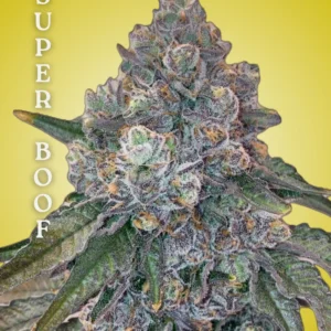 Super Boof Clone – Rooted Cultivation-Ready Cannabis Clone