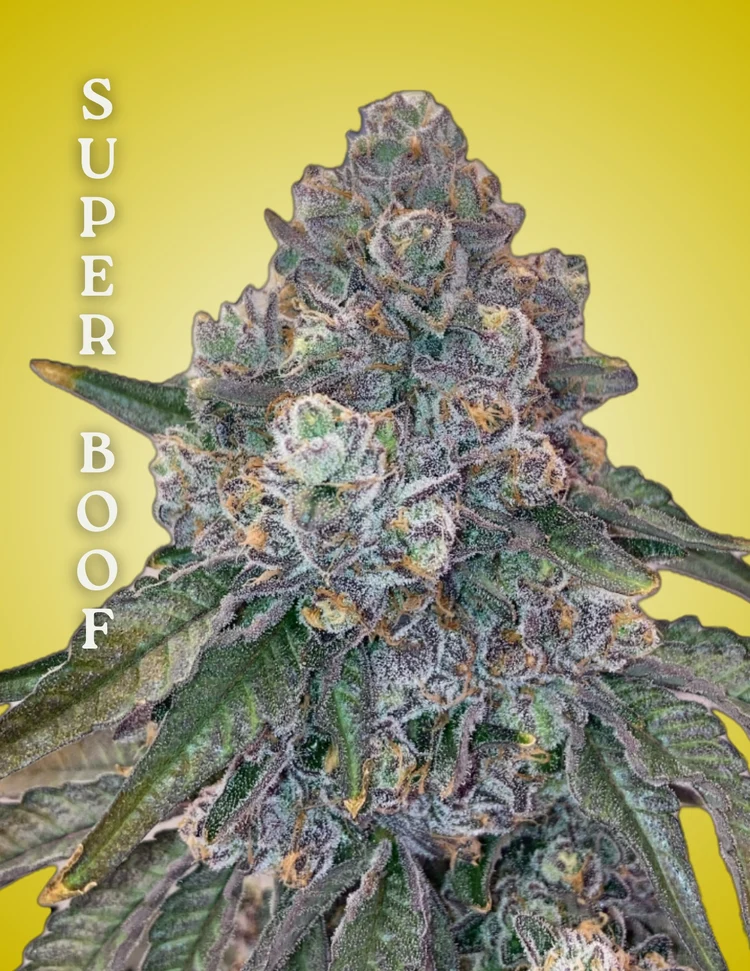 Super Boof Clone – Rooted Cultivation-Ready Cannabis Clone