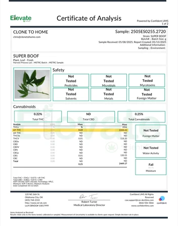 Super Boof Clone – Rooted Cultivation-Ready Cannabis Clone - Image 3