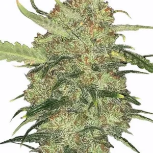 Skywalker OG Feminized Seeds