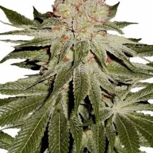 Stardawg Feminized Seeds