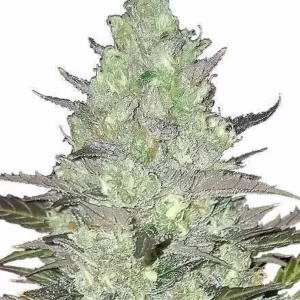 Tangie Feminized Seeds