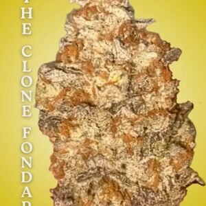 Sour Sox Clone – Rooted Cultivation-Ready Cannabis Clone