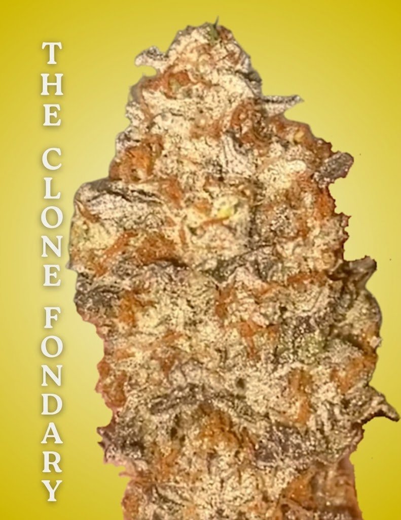Sour Sox Clone – Rooted Cultivation-Ready Cannabis Clone