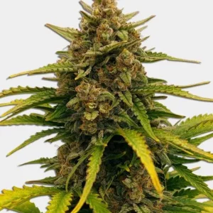 Super Boof Feminized Seeds