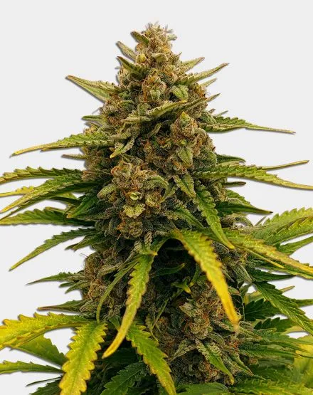 Super Boof Feminized Seeds