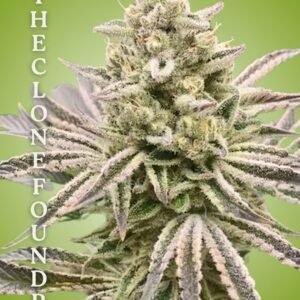 Platinum Fanta Clone – Rooted Cultivation-Ready Cannabis Clone