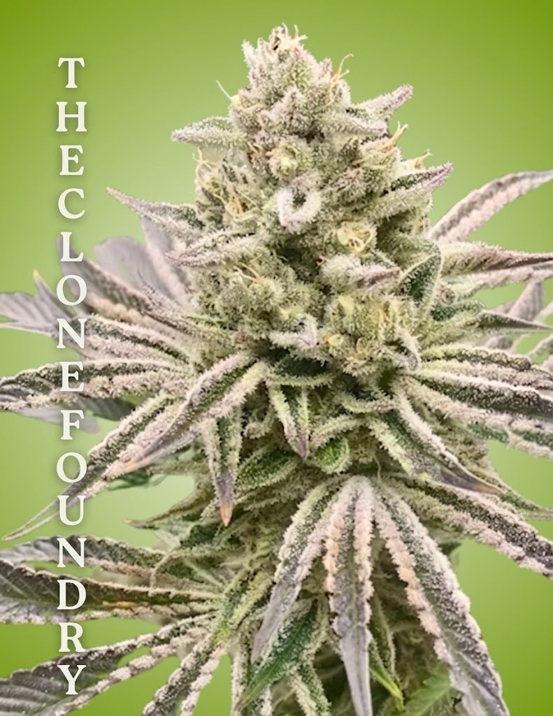 Platinum Fanta Clone – Rooted Cultivation-Ready Cannabis Clone