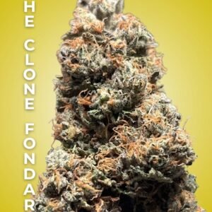 Zuyaqui Clone – Rooted Cultivation-Ready Cannabis Clone