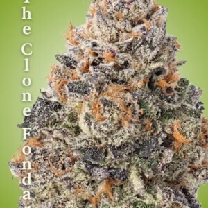 Gelonade Clone – Rooted Cultivation-Ready Cannabis Clone