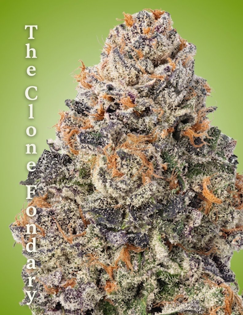 Gelonade Clone – Rooted Cultivation-Ready Cannabis Clone