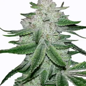 GG4 Feminized Seeds