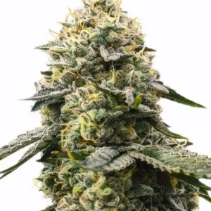 Girl Scout Cookies Feminized Seeds