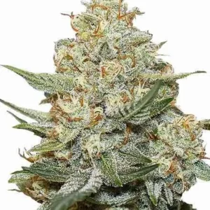 Gorilla Cookies Feminized Seeds