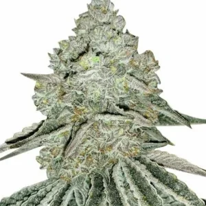 Gorilla Zkittlez Feminized Seeds