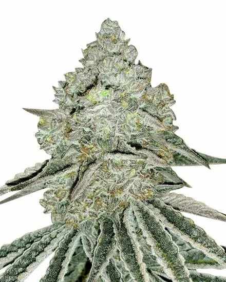 Gorilla Zkittlez Feminized Seeds
