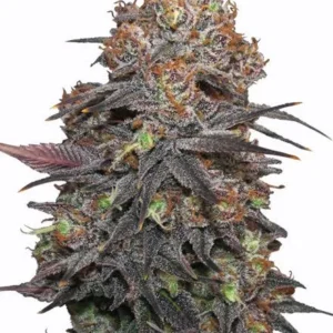 Granddaddy Purple Feminized Seeds