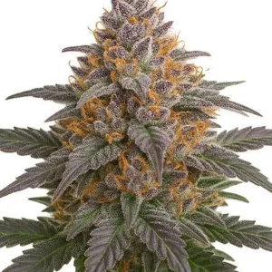 Grape Glacier Feminized Seeds