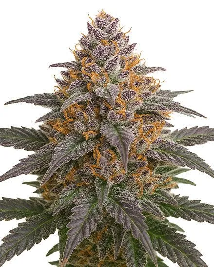 Grape Glacier Feminized Seeds