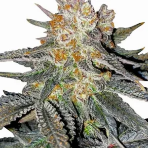 Lemon Cherry Gelato Feminized Seeds