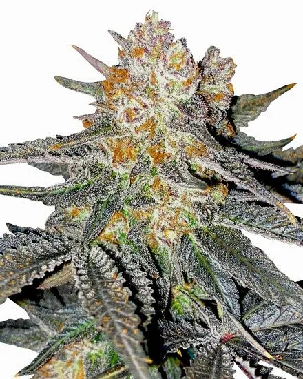 Lemon Cherry Gelato Feminized Seeds