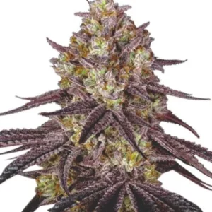Maui Wowie Feminized Seeds