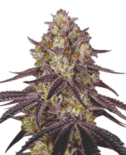 Maui Wowie Feminized Seeds