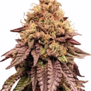 Mimosa Feminized Seeds