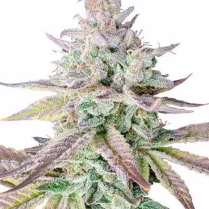Gelato Fast Flowering Seeds