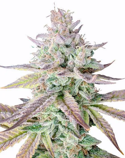 Gelato Fast Flowering Seeds