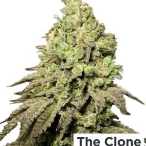 Kushberry Moonrocks Feminized Seeds